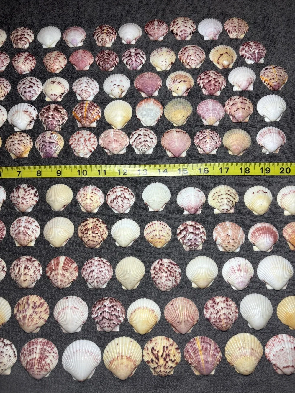 120 - Sanibel Island Scallop Seashell Collection.  Great for crafters!!